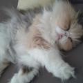 Gatti