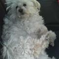 Cani